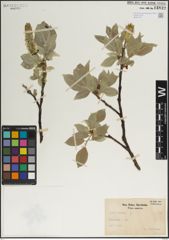 Foto von Salix lanata L.